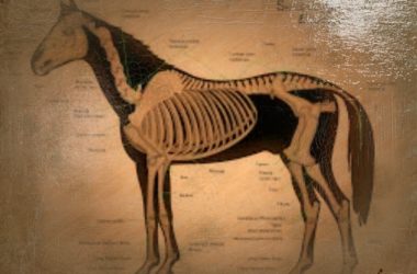 peak horse then peak human now 1 4
